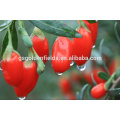 die Größe von 0207 Goji-Beere Seeding fruchtbare Ningxia Goji-Beere